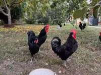 Chickens — picha 2