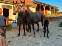Hingst, Lipizzaner — foto 4