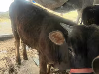 Lembu jantan, Cattle — foto 2