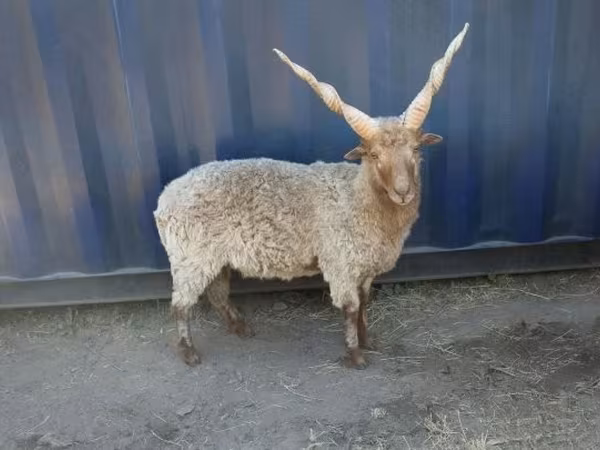 Ram, Racka sheep — Hungary