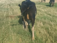 Ko, Holstein-race — foto 1
