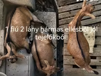 Ged, Geder — foto 1