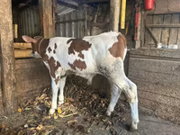 گاو نر, Simmental cattle — عکس 1