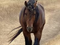 Cal, Kazakh horse — foto 1