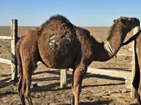 شتر نر, Arvana camel — عکس 1