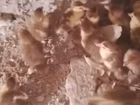 Ducks — foto 1