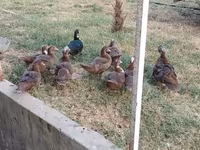Ducks — fotografija 2