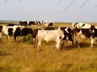 Buğa, Holştin irqi — foto 7