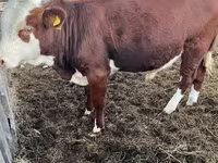 Rinder (Partie, Geschlecht nicht angegeben), Simmental cattle — Foto 3