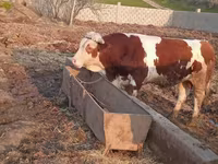 Bik, Simmental cattle — fotografija 6