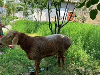قوچ, گوسفند — عکس 2