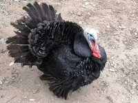برنزی — عکس 2