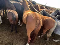 ม้าตัวเมีย, Kazakh horse — รูปภาพ 6