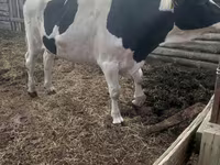 ثور, Russian Black pied cattle — الصورة 1