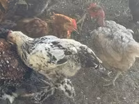 Chickens — عکس 2