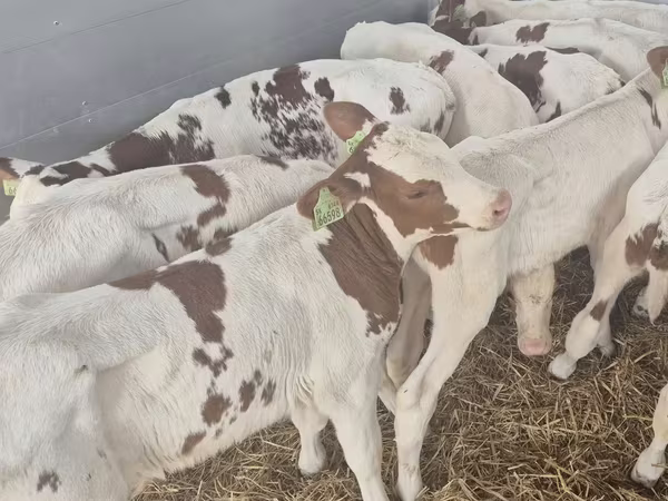 วัวตัวผู้, Simmental cattle