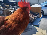 Chickens — foto 5