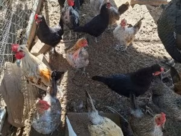 Chickens
