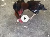 Chickens — عکس 5