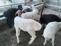 Bélier, Moutons — photo 2
