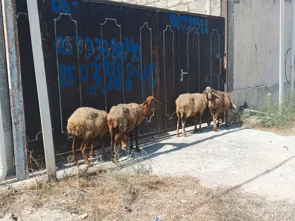 Sheep, Sheep — Azerbaijan