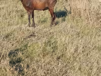 Oğlak, Alpine goat — foto 2