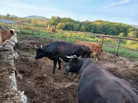 Mucca, Simmental cattle — foto 5