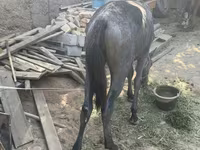 Hingst, Heste — foto 4