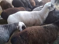 Kambing jantan, Sheep — foto 6