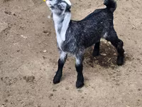 بز نر, Nubian Goat — عکس 3