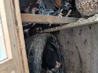 Japansk Bantam — foto 1