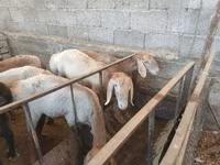Berbec, Hissar sheep — foto 2
