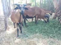 Baran, Cameroon sheep — zdjęcie 1