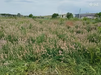 Կորնգանի խոտի տուկ — புகைப்படம் 2