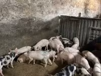 Азарга гахай, Дюрок — 1 зураг