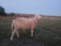 Bagge, Assaf sheep — foto 4