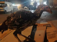 Chickens — รูปภาพ 3
