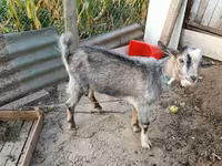 Kozel, Kozy — foto 2
