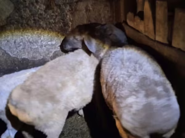 ცხვარი, Adal sheep