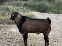 Caprone, Nubian Goat — foto 2