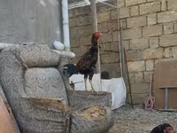 Chickens — foto 4