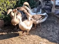 Geese — تصویر 3