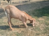 Ri’ dhaddig, Nubian Goat — sawirka 2