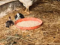 domaća muskovska patka — fotografija 1