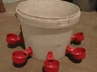 Chickens — foto 1