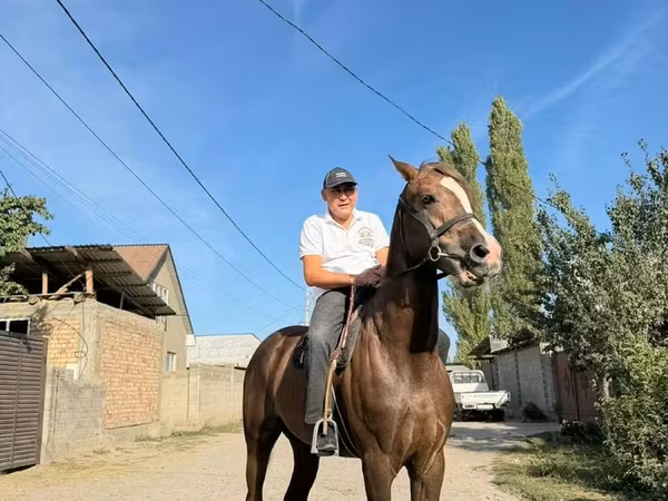 Cavallo, Cavalli