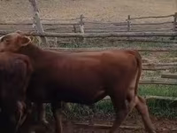 Կով, Latvian Blue cattle — լուսանկար 3