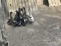 Ducks — լուսանկար 5