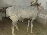숫양, 양 — 사진 1