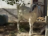 Ged, Russian White goat — foto 5